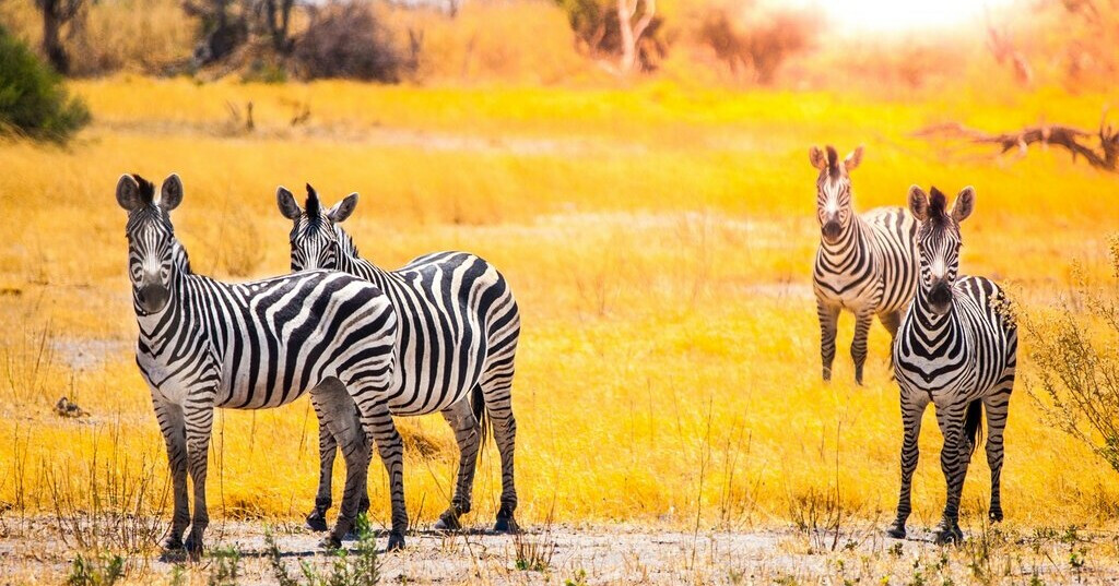 Tanzania Safari Activities