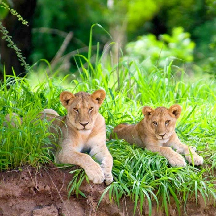 3 Days Tanzania Wildlife Safari