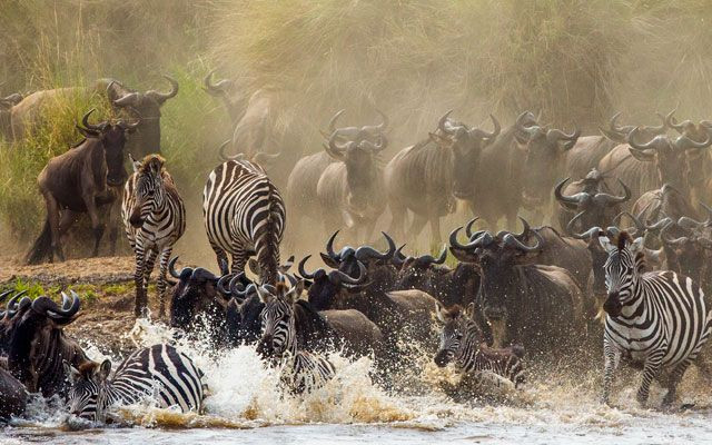 5-Day Great Migration with Amazing Wilderness Safari