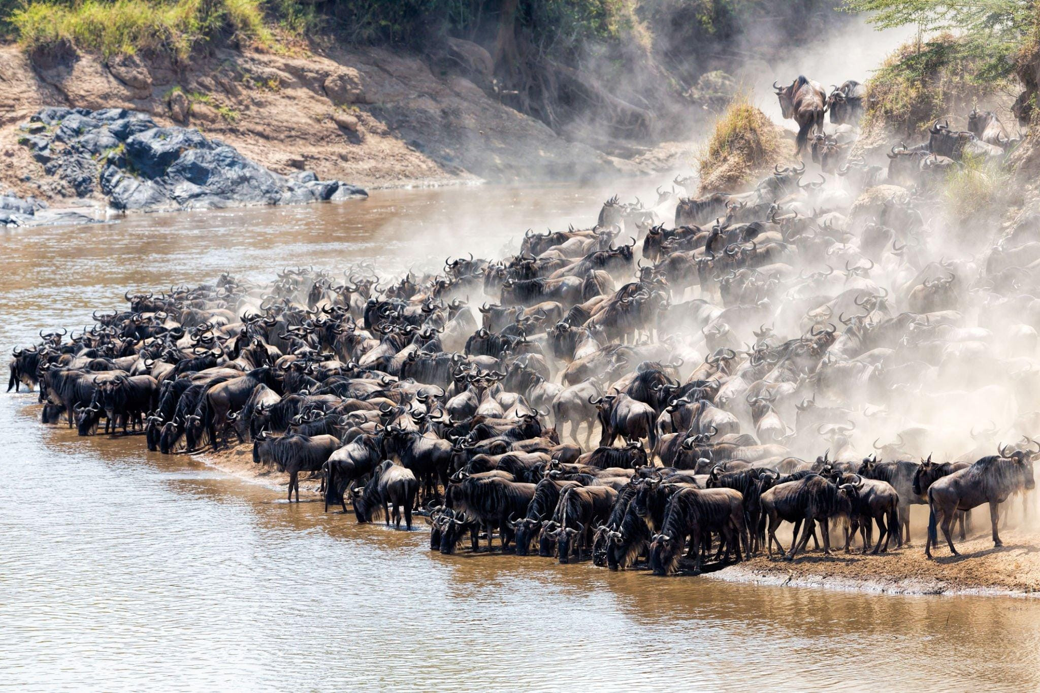 7-Day Amazing Great Migration Exploration Safari Experience