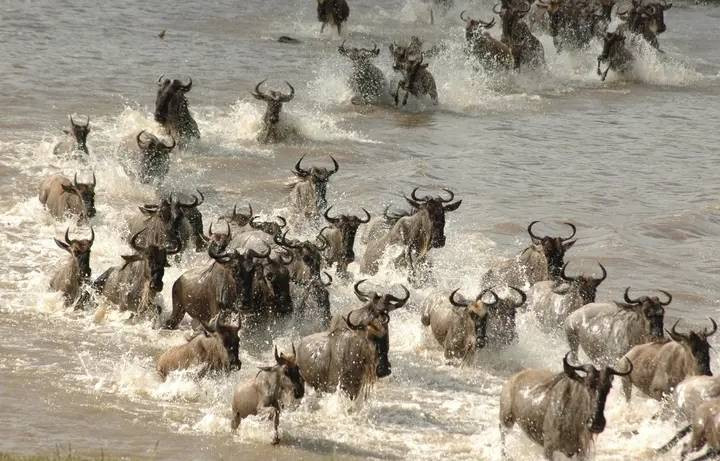 7 Days Amazing Great Migration Safari Experience