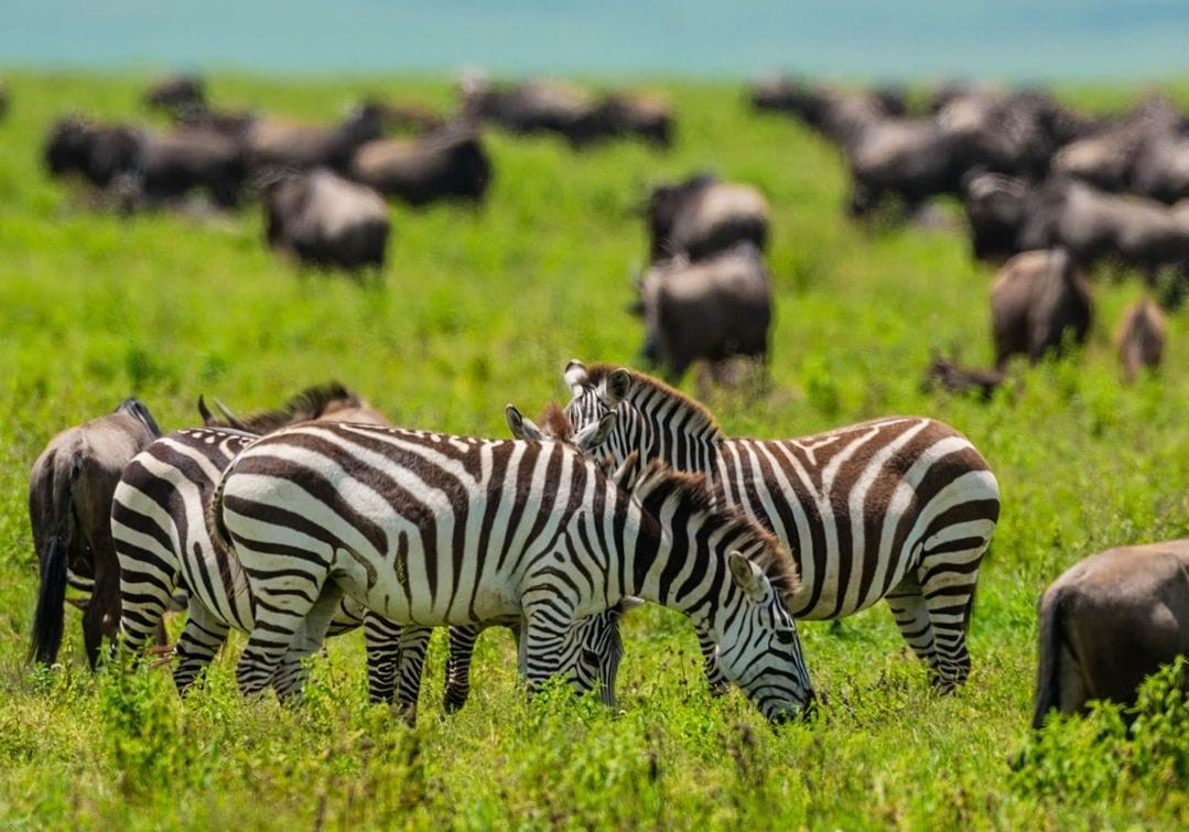 9-Day Comfort Tanzania Wildlife & Zanzibar Beach Safari